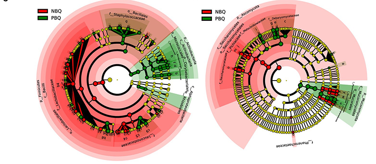 五粮液再次发表权威科研论文